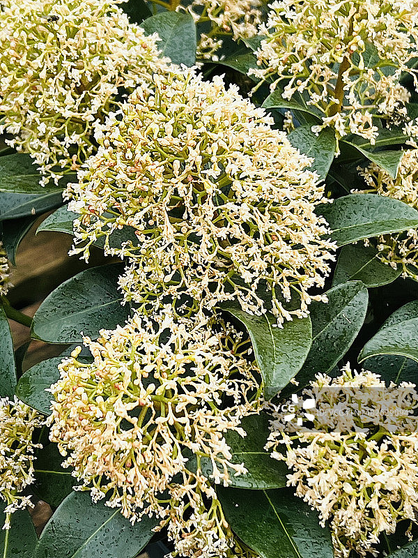 日本 স্কিমিয়া (Skimmia Japonica) 白色花朵特写图片素材