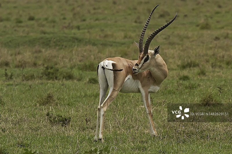葛氏瞪羚图片素材