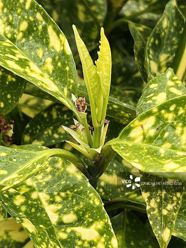 close up.Aucuba Japonica）日本桂树（上的新芽图片素材