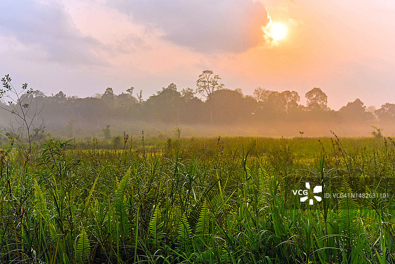 马来西亚砂拉越诗巫雾天清晨光线图片素材