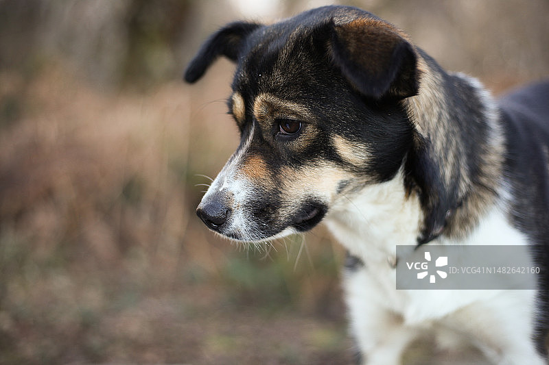 边境牧羊犬串串图片素材