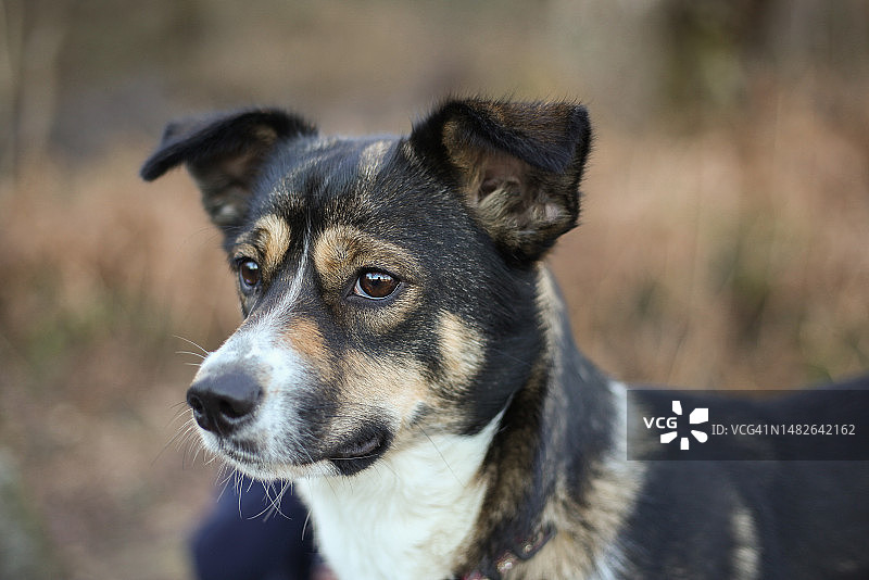 边境牧羊犬串串图片素材