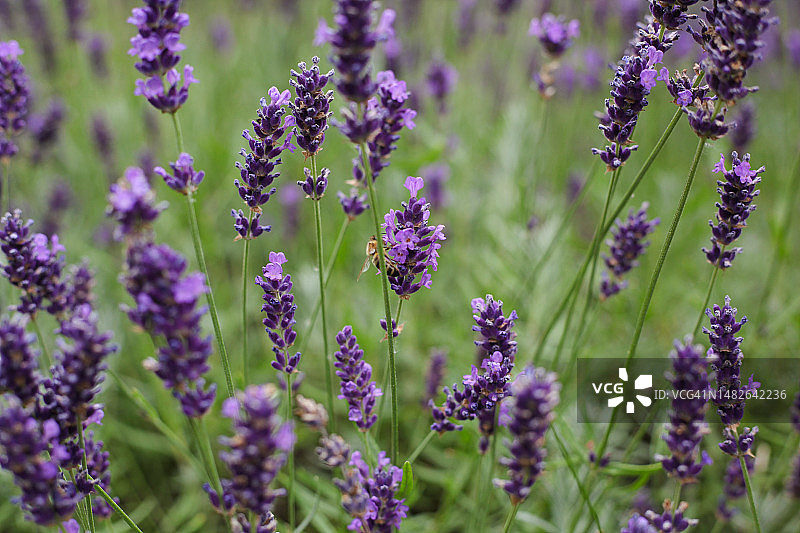 野生薰衣草田图片素材