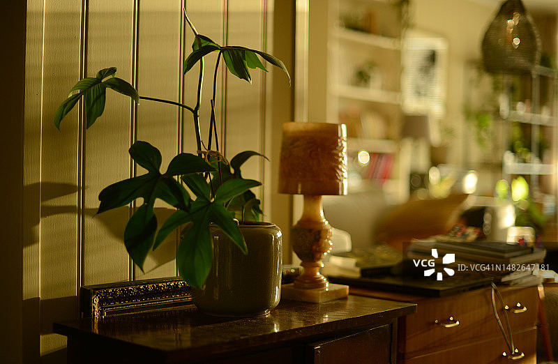 金色阳光下的客厅绿色植物图片素材