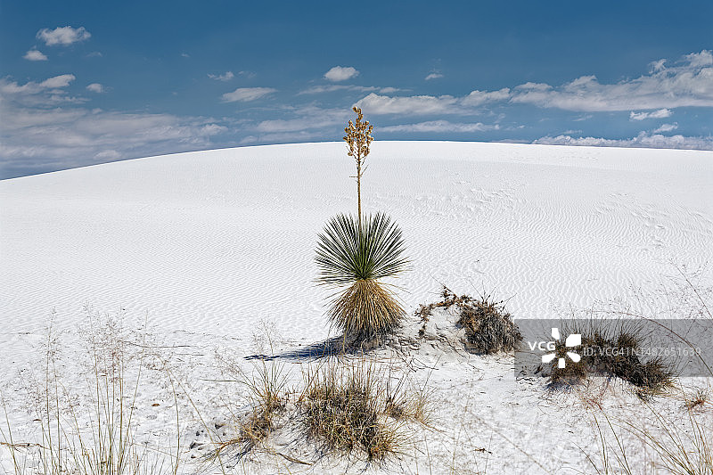 环线公路沙丘斜坡上的孤独丝兰植物图片素材