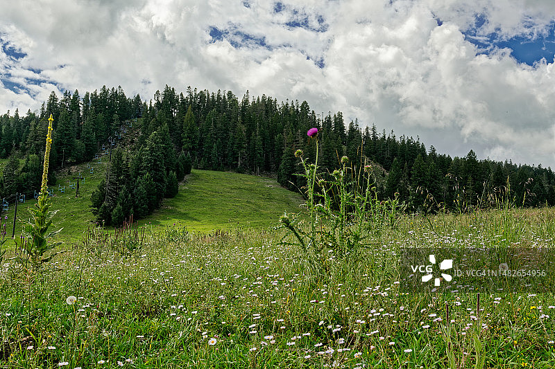 林肯国家森林草地上的野花图片素材