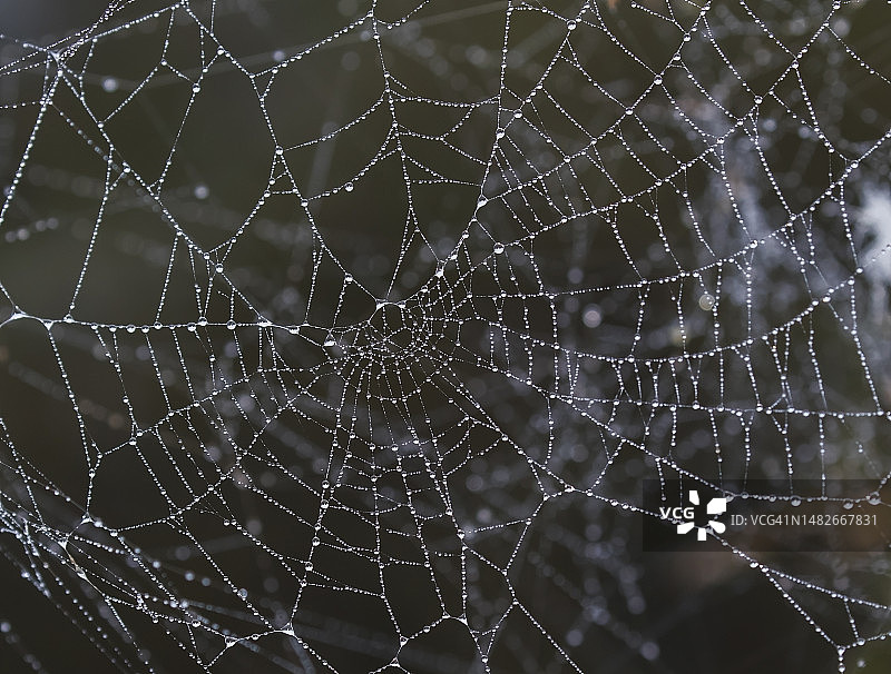 带露珠的蜘蛛网图片素材