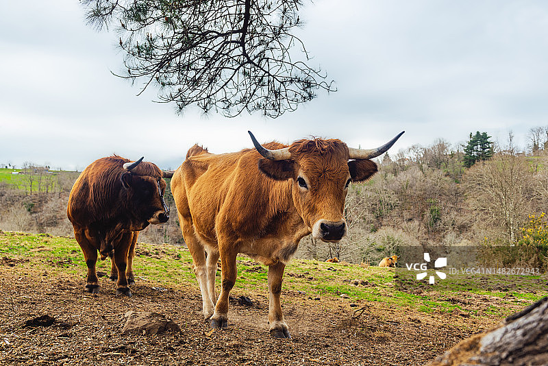 粗放型牲畜养殖与乡村经济图片素材