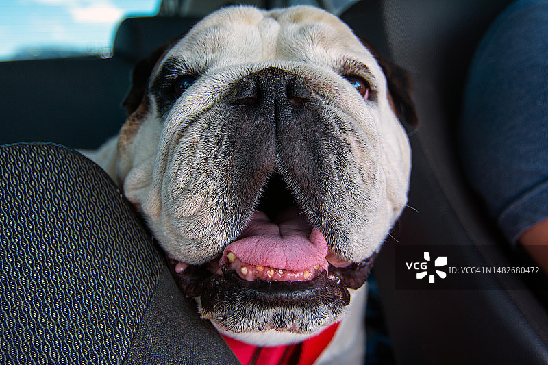 斗牛犬乘车旅行图片素材