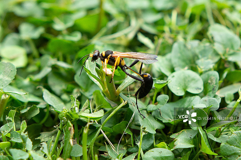 新生蜾蠃图片素材
