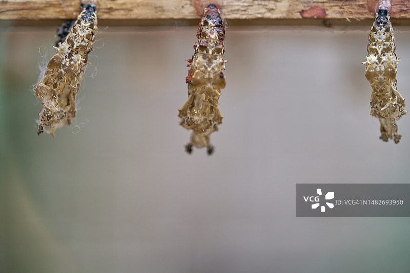 树枝上悬挂的几个蛹或蝴蝶茧的特写，正面视角图片素材