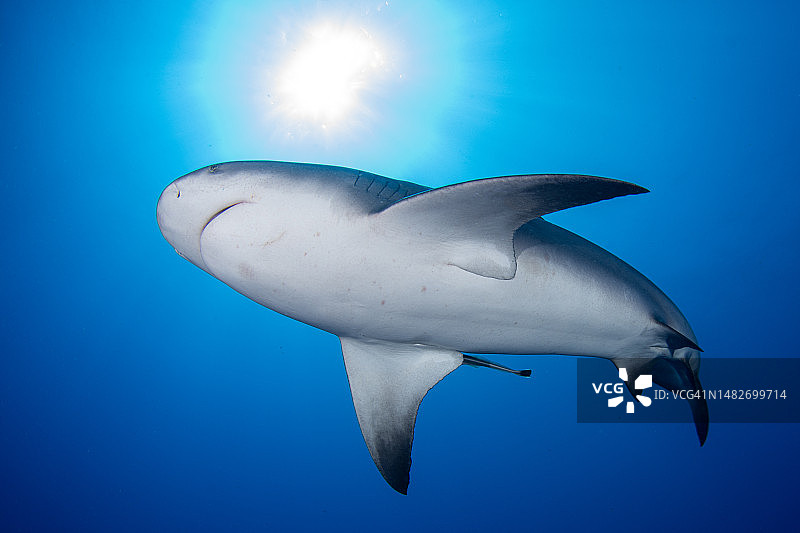 佛罗里达海岸外阳光下的牛鲨图片素材