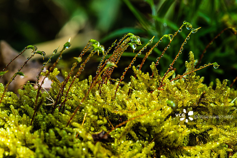 带着晨露的藓类孢子体图片素材