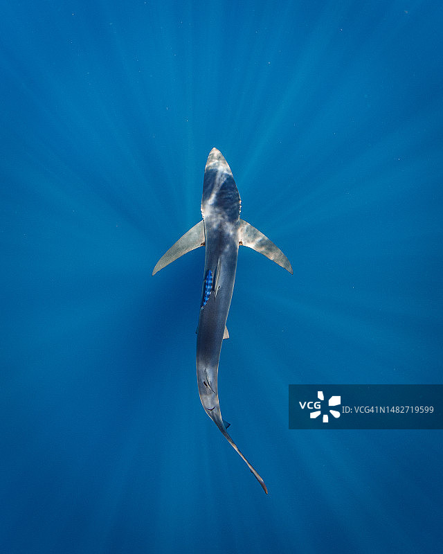 阳光照耀下的蓝色鲨鱼图片素材