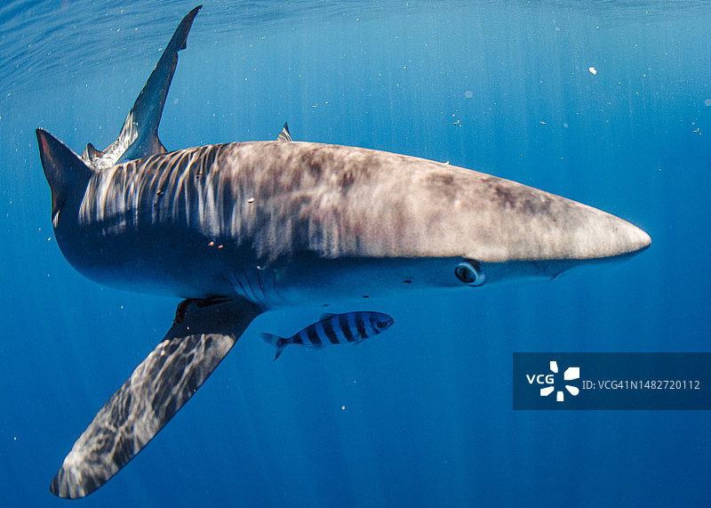 蓝鲨好奇的凝视图片素材