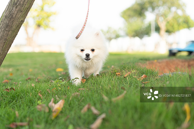 公园里的博美犬运动与健康图片素材