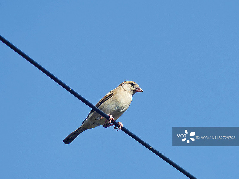 家麻雀，世界麻雀日图片素材