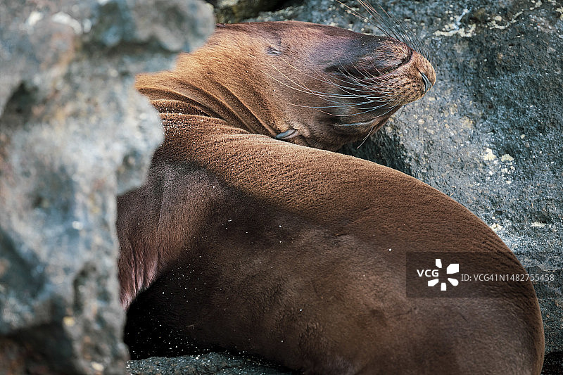 加拉帕戈斯海狮小憩，厄瓜多尔加拉帕戈斯群岛图片素材