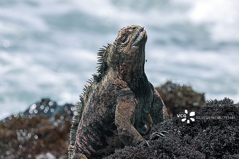 厄瓜多尔加拉帕戈斯群岛岩石上的海鬣蜥图片素材