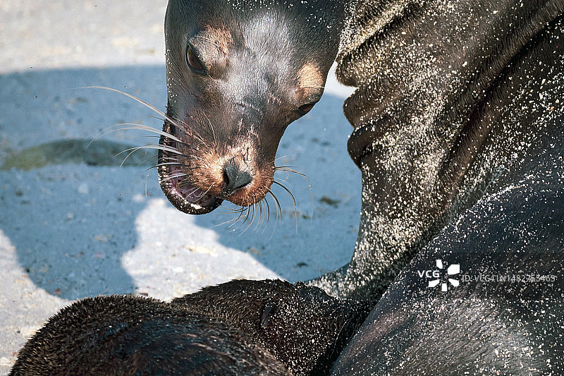 加拉帕戈斯海狮和幼崽，厄瓜多尔加拉帕戈斯图片素材