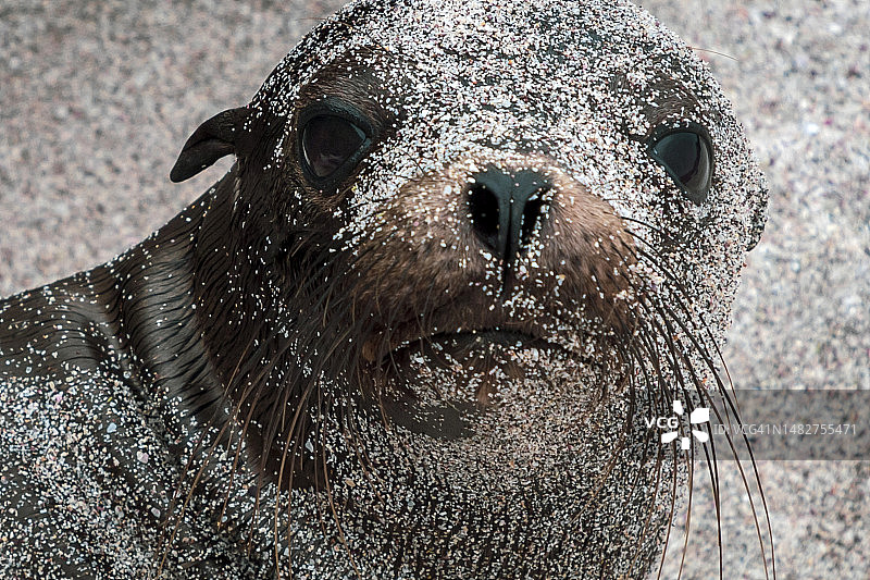 加拉帕戈斯海狮，加拉帕戈斯群岛，厄瓜多尔图片素材