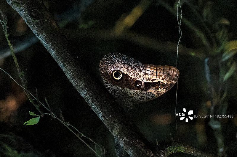 厄瓜多尔奥连特纳波河的蝴蝶翅膀图片素材
