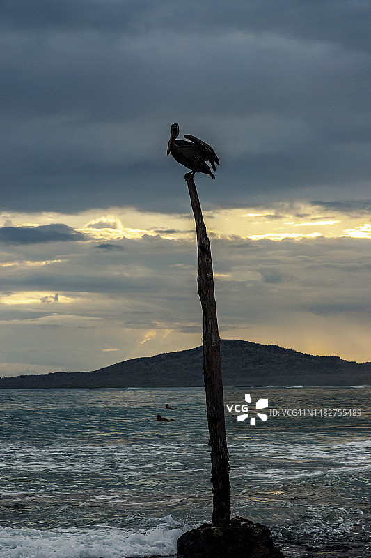 鹈鹕栖息在海滩的木杆上，厄瓜多尔加拉帕戈斯群岛图片素材
