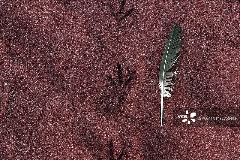 加拉帕戈斯群岛红色沙滩上的鸟类足迹和羽毛图片素材