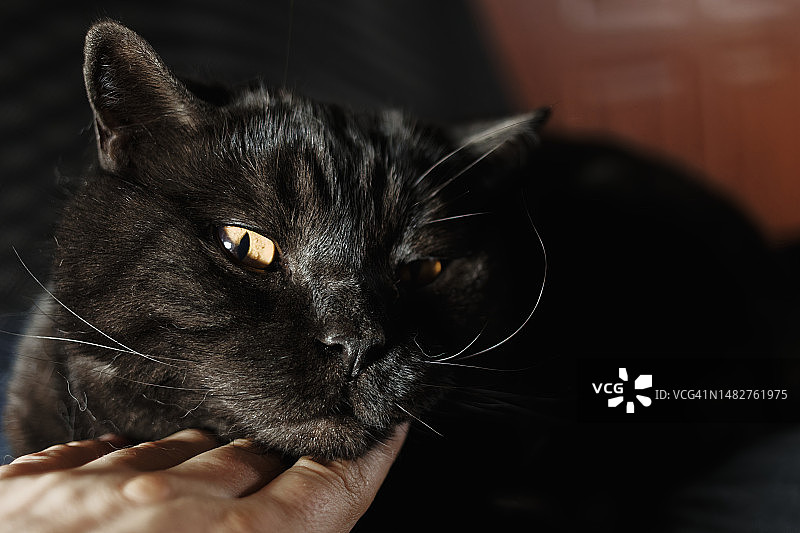 黑猫肖像图片素材