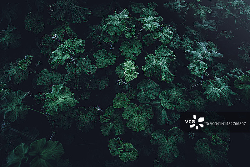 树叶全景照片图片素材