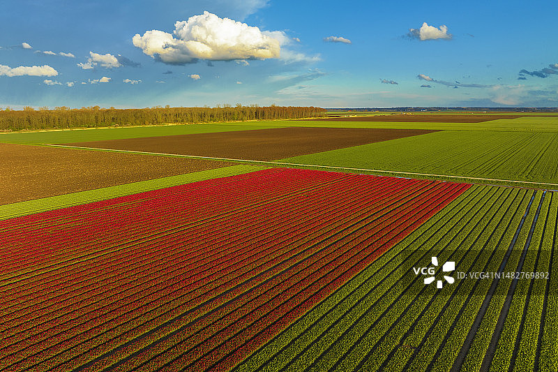 从上面看，春天在农田里生长的郁金香图片素材