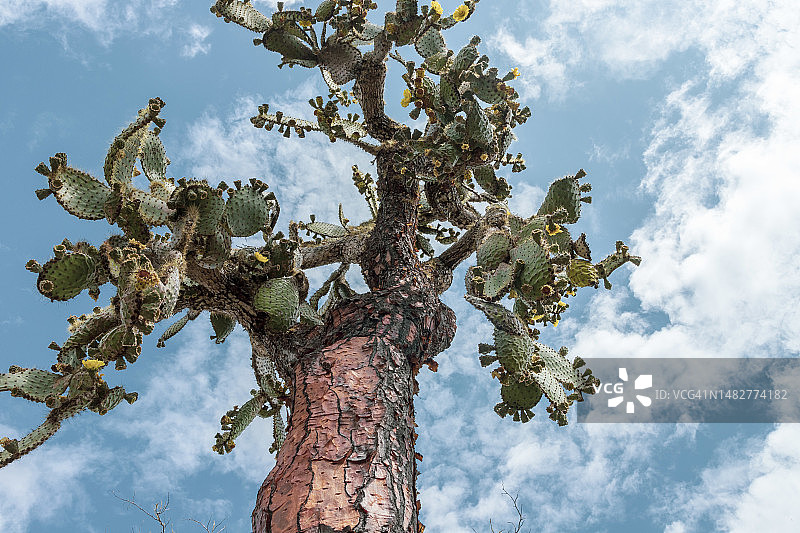 圣克鲁斯岛上的巨型仙人掌树图片素材