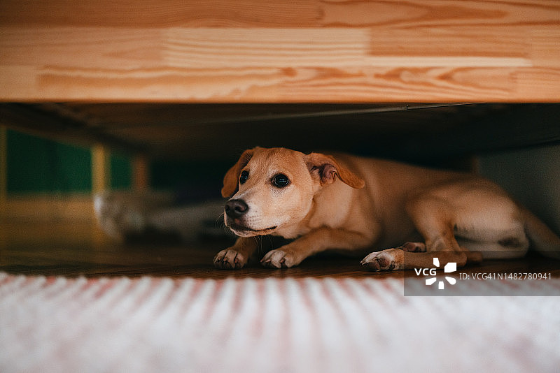 害怕的小狗躲在床下图片素材