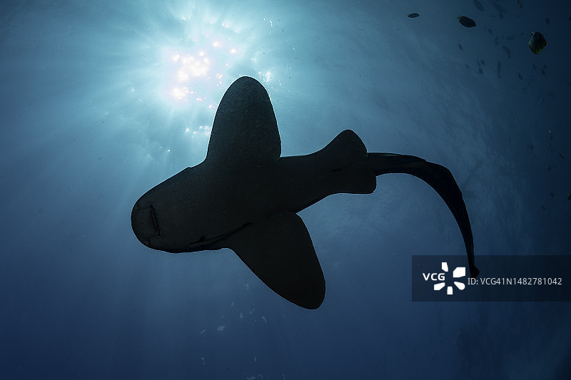 澳大利亚新南威尔士州朱利安岩石，豹纹鲨鱼剪影图片素材