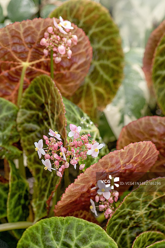 火焰秋海棠花特写图片素材
