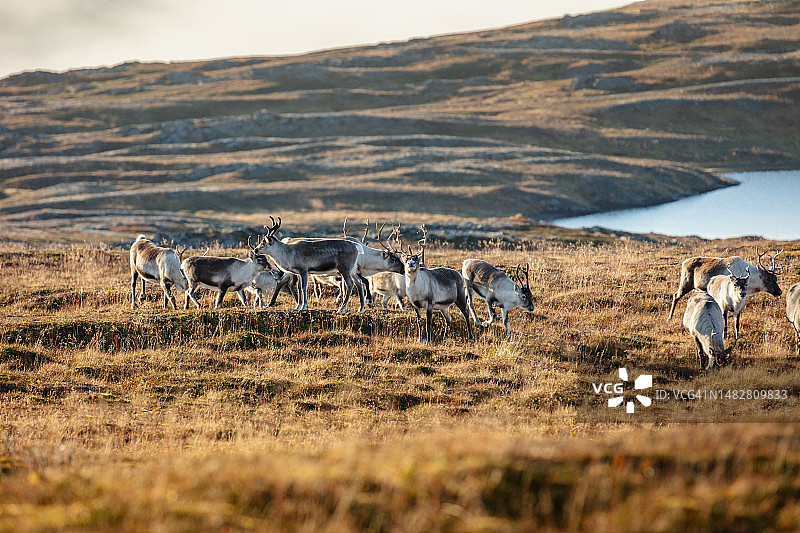 斯堪的纳维亚半岛，驯鹿图片素材