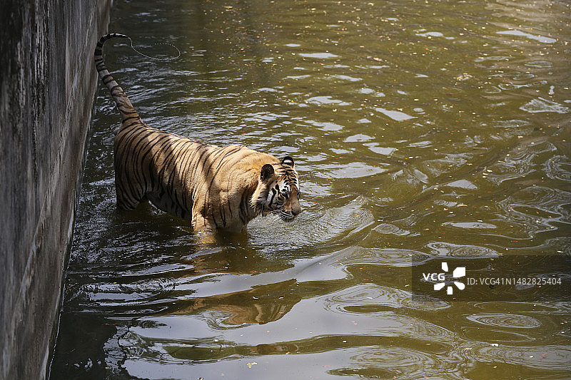 动物园里的老虎图片素材