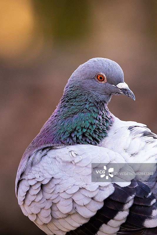 野生鸽子栖息在户外特写，翁布里亚，意大利图片素材