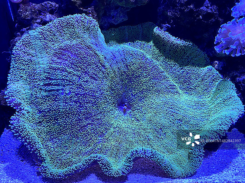 美国伊利诺伊州芝加哥海中珊瑚特写图片素材