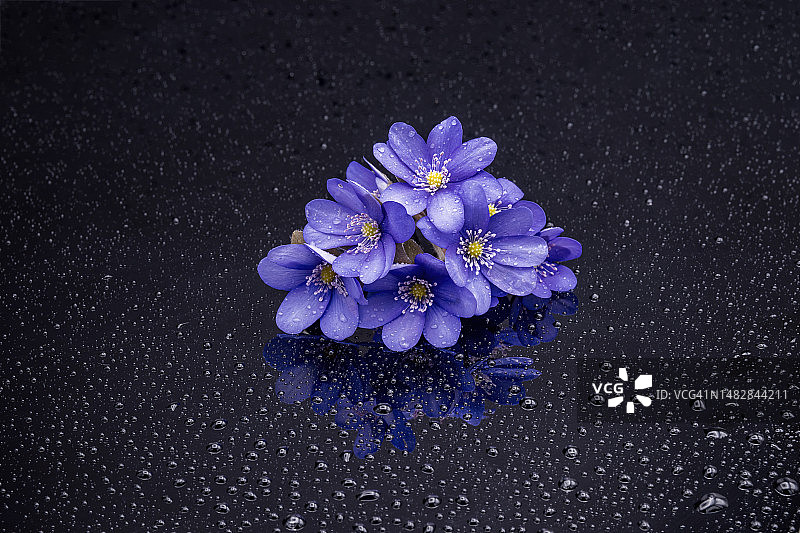 立陶宛黑色背景上的紫色花朵高角度视图图片素材