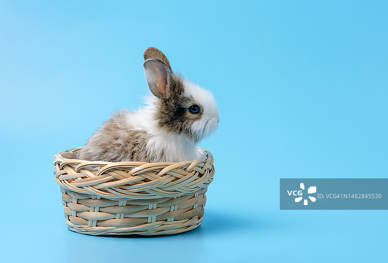 坐在蓝色背景的篮子里的兔子，罗马尼亚图片素材
