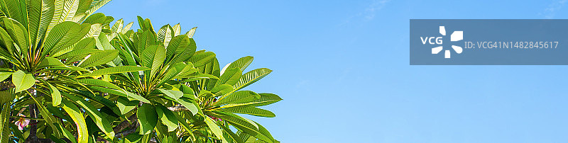 阳光明媚的春天里罗马尼亚的鸡蛋花树枝banner背景图片素材