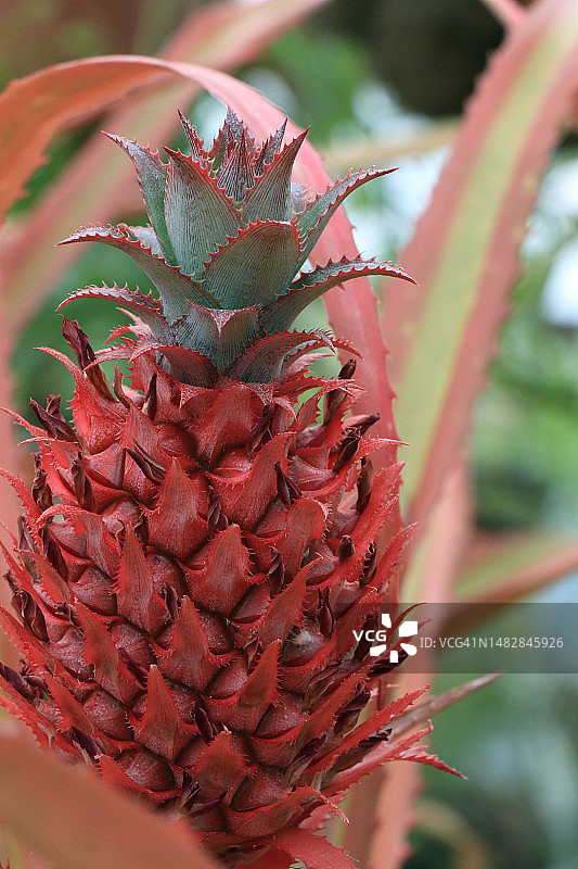 保加利亚索非亚的菠萝特写图片素材