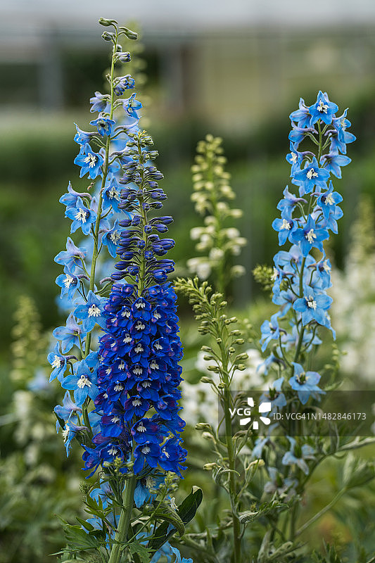 瑞士的浅蓝色和深蓝色毛地黄图片素材