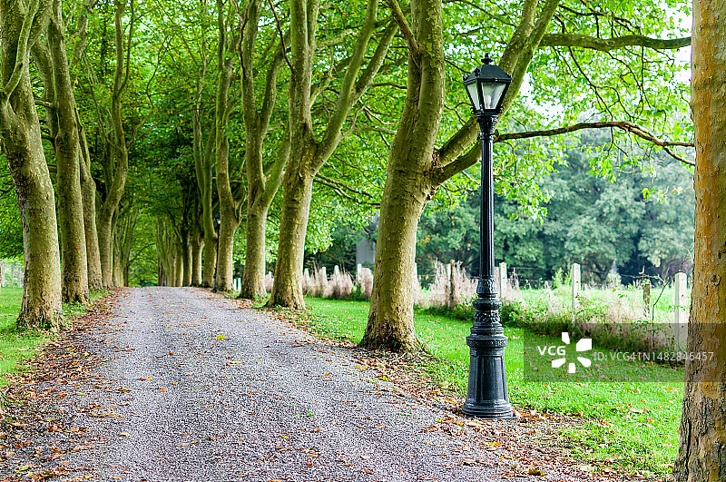 比利时迪尔比博洪森林中的空旷道路图片素材