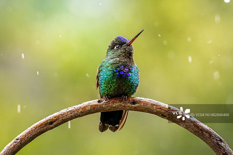 热带蜂鸟栖息在圣赫拉尔多-德多塔树枝上的特写，哥斯达黎加图片素材