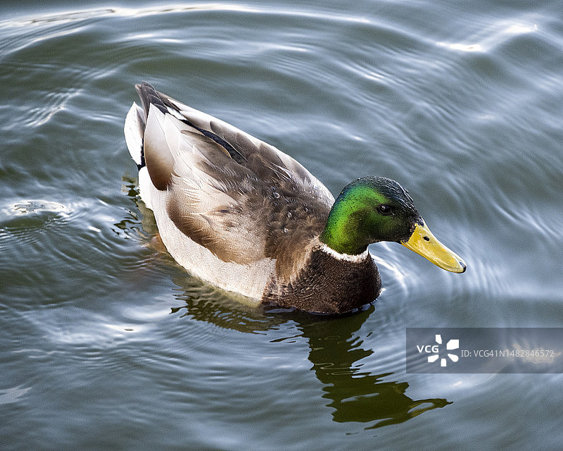 美国科罗拉多州丹佛市湖中游泳的绿头鸭（高角度）图片素材