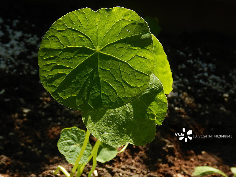 奥地利维也纳田野上的绿叶特写图片素材