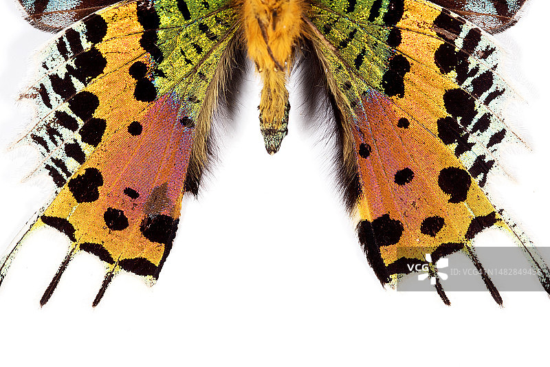 白色背景上的彩色装饰品特写图片素材