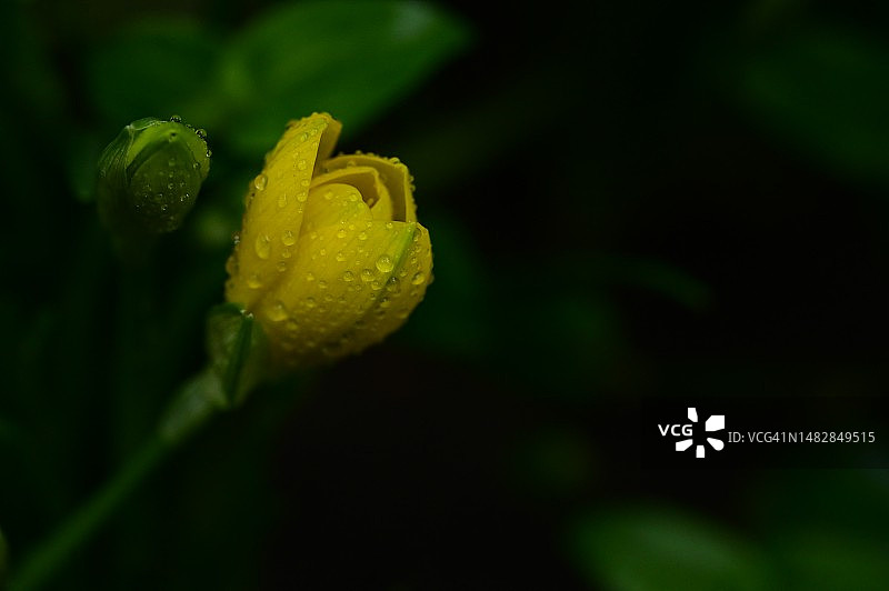 非常漂亮的彩色夏季花在我的花园里，塞尔维亚图片素材